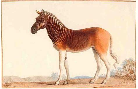 Quagga! (Equus quagga quagga) | Extinct animals, Prehistoric animals ...