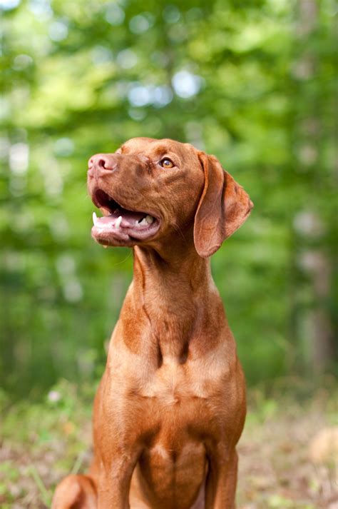 vizsla jewelry