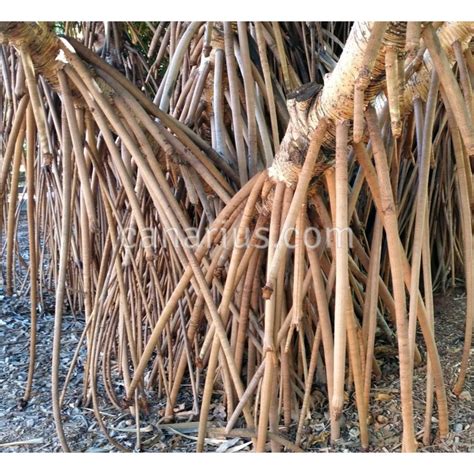 Buy Pandanus baptistii - Green Spineless Pandanus with Canarius