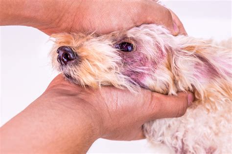 step natural treatment plan  skin yeast infections malassezia  dogs petsynse