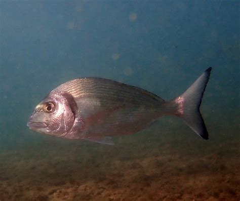 Saita Diving Club Barcelona (2025) - All You Need to Know BEFORE You Go ...