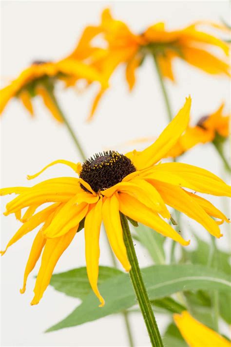 Natural Dye from Flowers: A Dye Garden Plant List