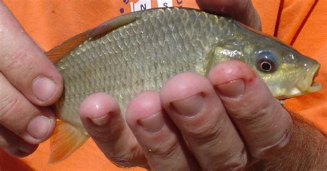 African Fish Species