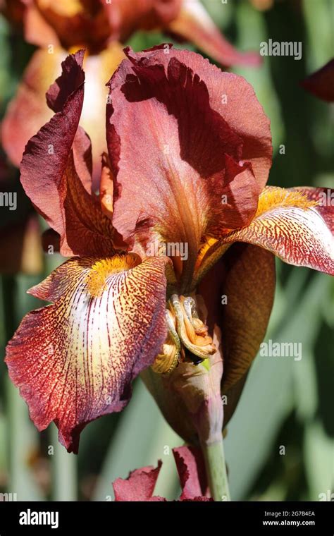 brown bearded iris iris germanica variety kent pride flower