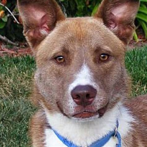 Siberian Husky Australian Cattle Dog Mix