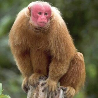 Eight Facts About Uakari Monkeys - Factopolis