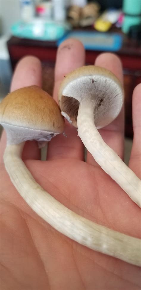 Veil porn : r/shrooms