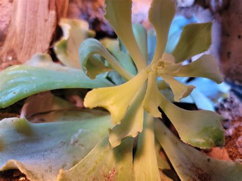 Welp. Looks like Western Fence Lizards DO eat plants and not