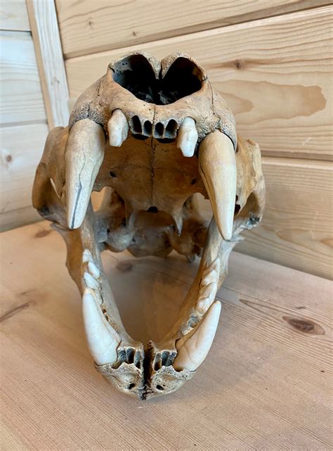 Cave Lion Skull – Far North Fossils