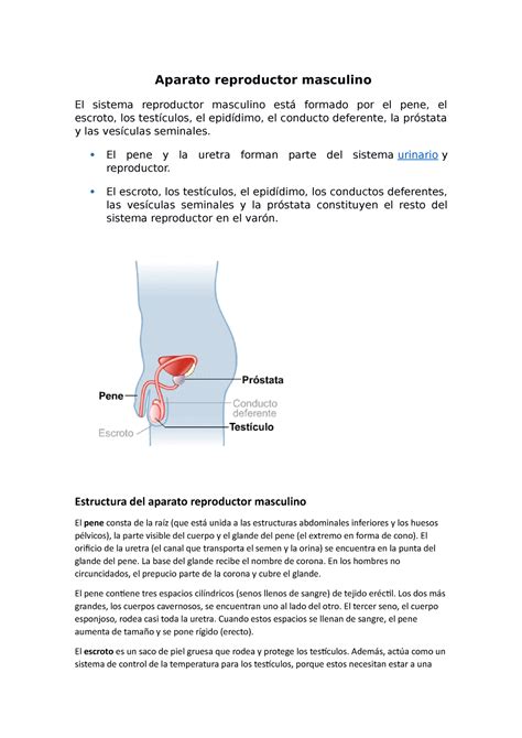 Aparato reproductor masculino - El pene y la uretra forman parte del