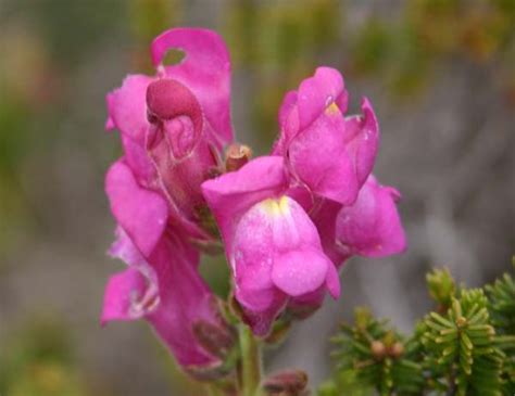 Antirrhinum majus, Snapdragon: identification, distribution, habitat