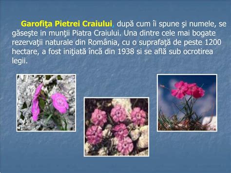 PPT - Plante ocrotite de lege PowerPoint Presentation, free download ...