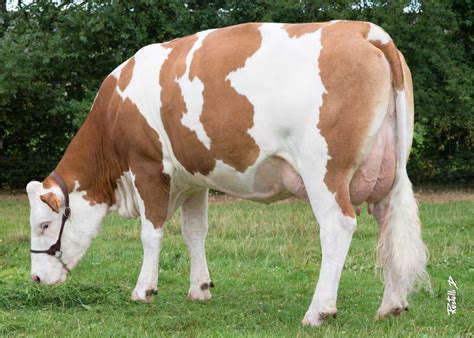 simmental france galeries