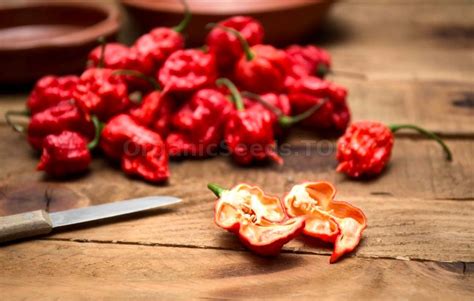 Pure Capsaicin Pepper Seeds