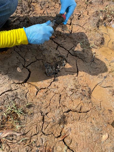 Hidrocele Pode Virar Câncer 4