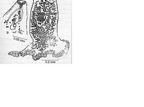 polyopisthocotylea clamps