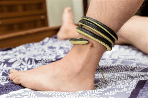 Sonhar Com Cobra Picando O Pé - Sonhar com cobra picando: aprenda a enfrentar seus medos