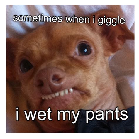 Funny Dog Scary Story