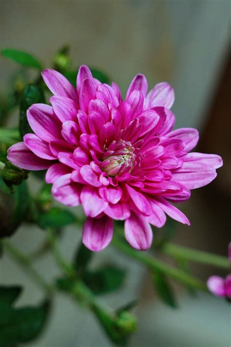 Camilla+Araujo+Pink+Pic Photos, Download The BEST Free Camilla+Araujo