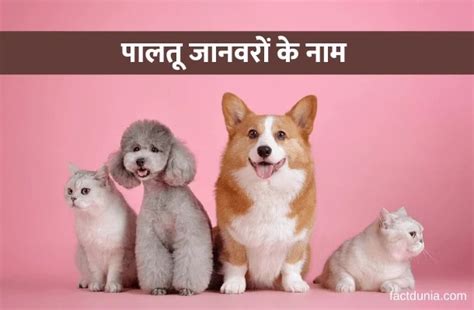 palta janavara ka nama hatha ma  pet animals   hindi english