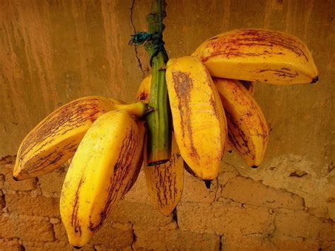 Tipos De Banana Figo - Banana Figo Benefícios | Mundo Ecologia