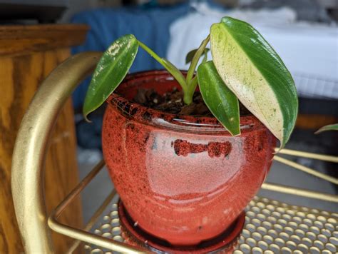 My Spiritus Sancti seedling had a surprise for me when it popped its