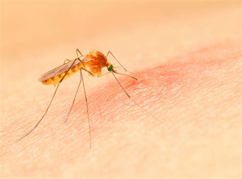 Uncovering key molecular factors behind malaria’s deadliest strain
