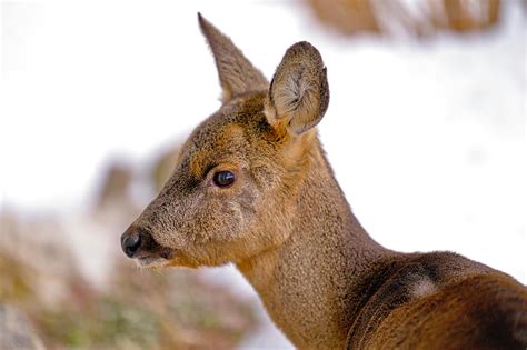 dik dik animal 7
