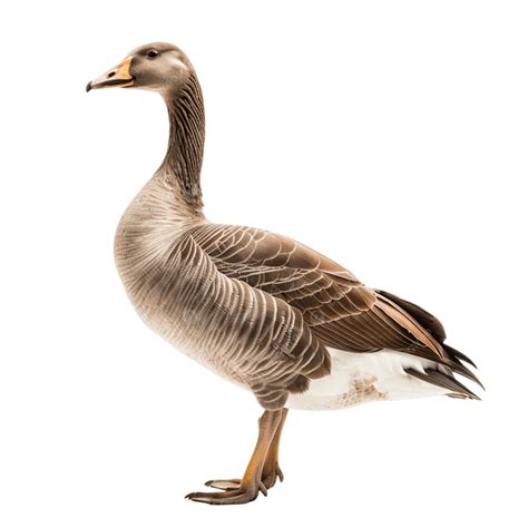 Goose Facts Discovering Interesting Tidbits About Geese, Goose, Geese