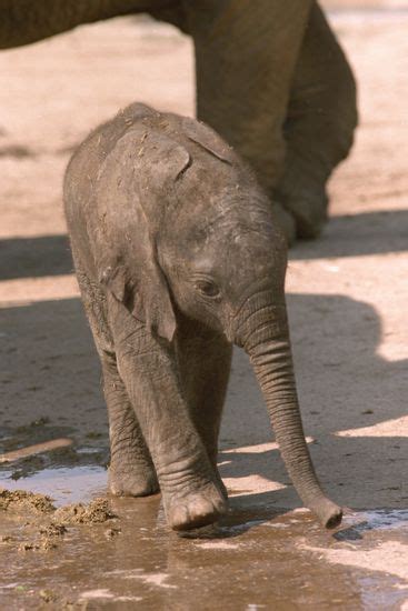 jumar  history  pictures show editorial stock photo stock