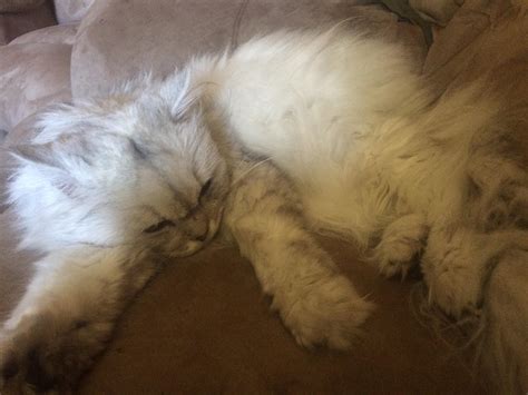 This is the stray cat I found 3 years ago. He was neutered and declawed