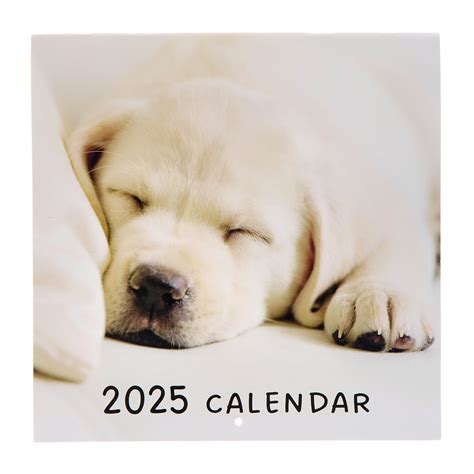 Buy Dogs 2025 Square Calendar for GBP 2.99 | Card Factory UK