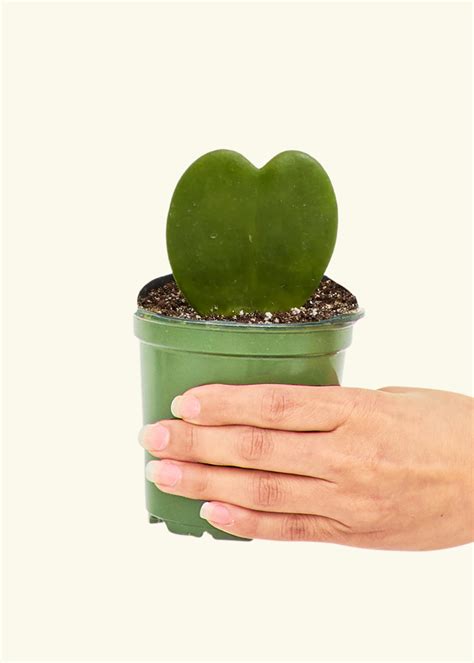 Hoya Heart Plant – Hey Rooted