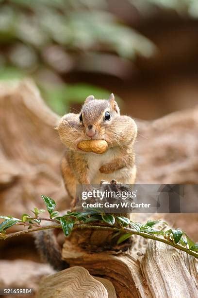 funny chipmunk stock  high res pictures  images getty
