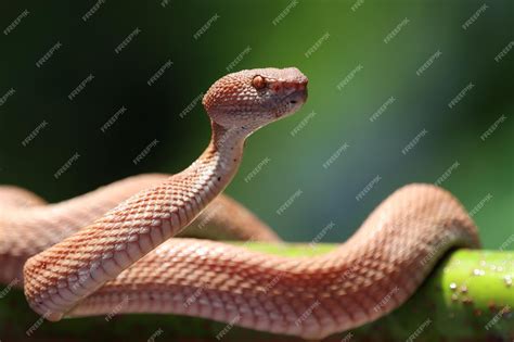 pit viper snake head
