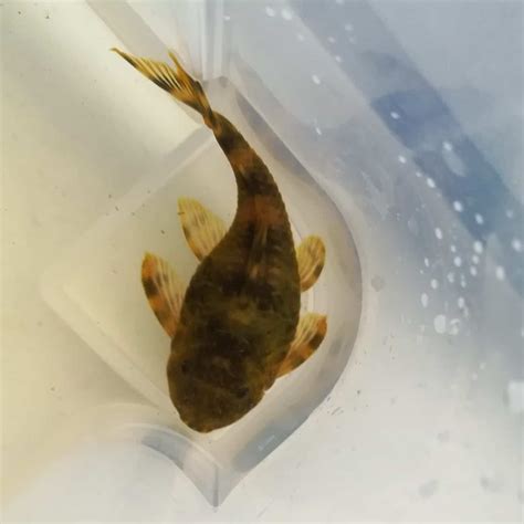 Sexing Pleco Catfish: Pleco Male or Female? (With Pictures) | Keeping