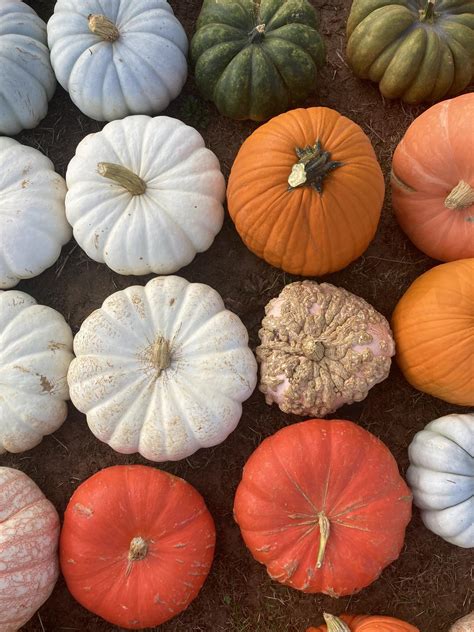 Caterpillar - As a resource for families, Caterpillar Lane keeps a page