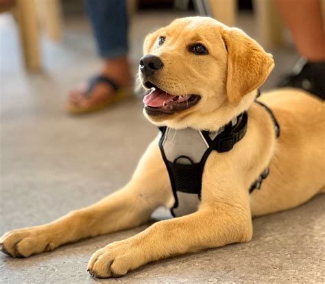 Super Puppy Programme | Hamilton's Best Puppy Training Classes