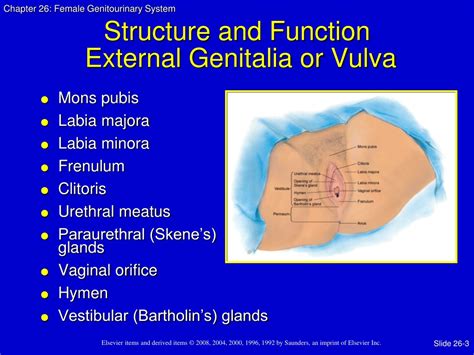 comprehensive assessment  female genitourinary health