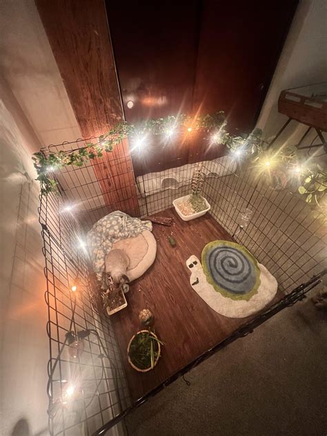 Recently rescued my rabbit : r/Rabbits