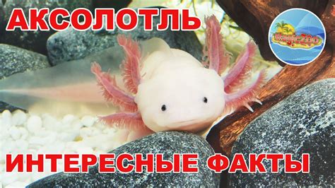 Аксолотль -Интересные факты | Кто такой AXOLOTL - YouTube