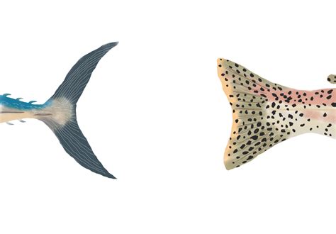 biology   fish tail teaches anglers