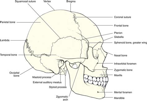 Bones of the Skull and Orbit | Basicmedical Key