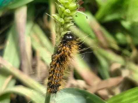 Gallery of pests (and predators?)