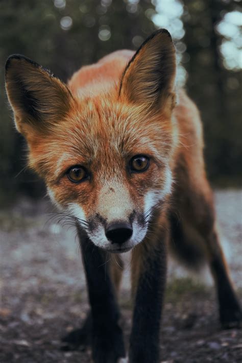 Can a Fox and a Dog Breed or Mate? Surprising Answers!