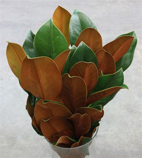 Magnolia Foliage | Stevens and Son Wholesale Florist