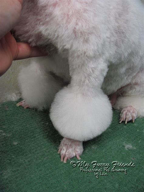 Pet Grooming: The Good, The Bad, & The Furry: Tuesdays Tip..Scissoring