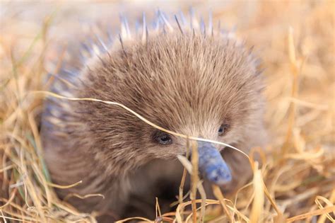 Echidna - A-Z Animals