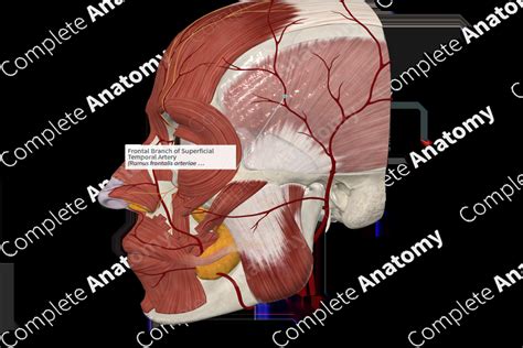 superficial temporal artery