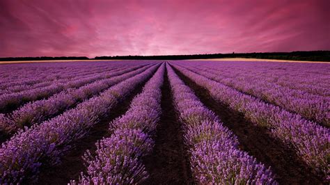 Beautiful Lavender Field [1920x1080] : wallpaper